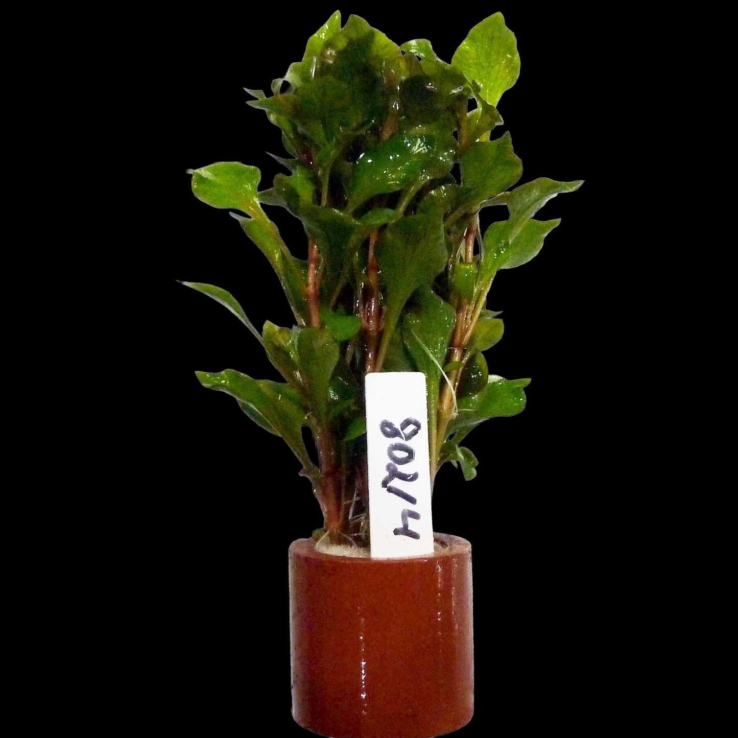 Alternanthera Bettzickiana "Red"