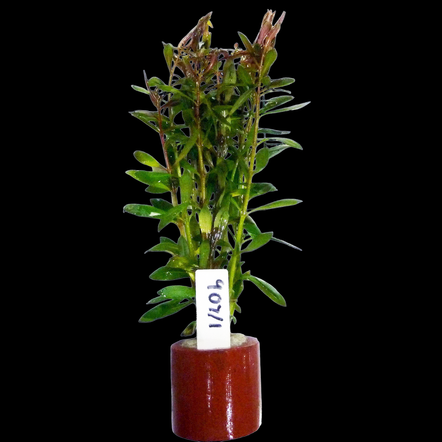 Ludwigia Arcuata
