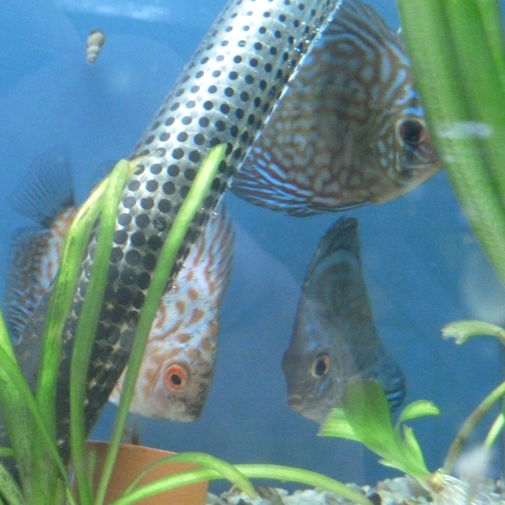 Assorted Discus