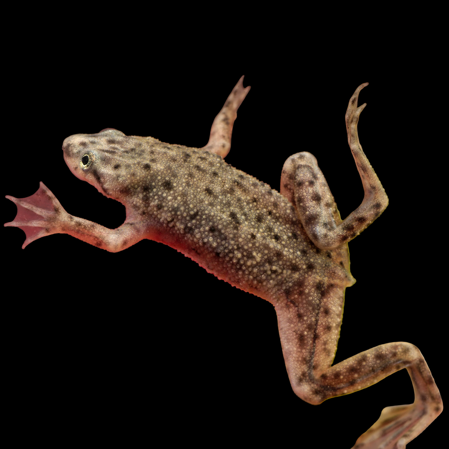 African Dwarf Frog