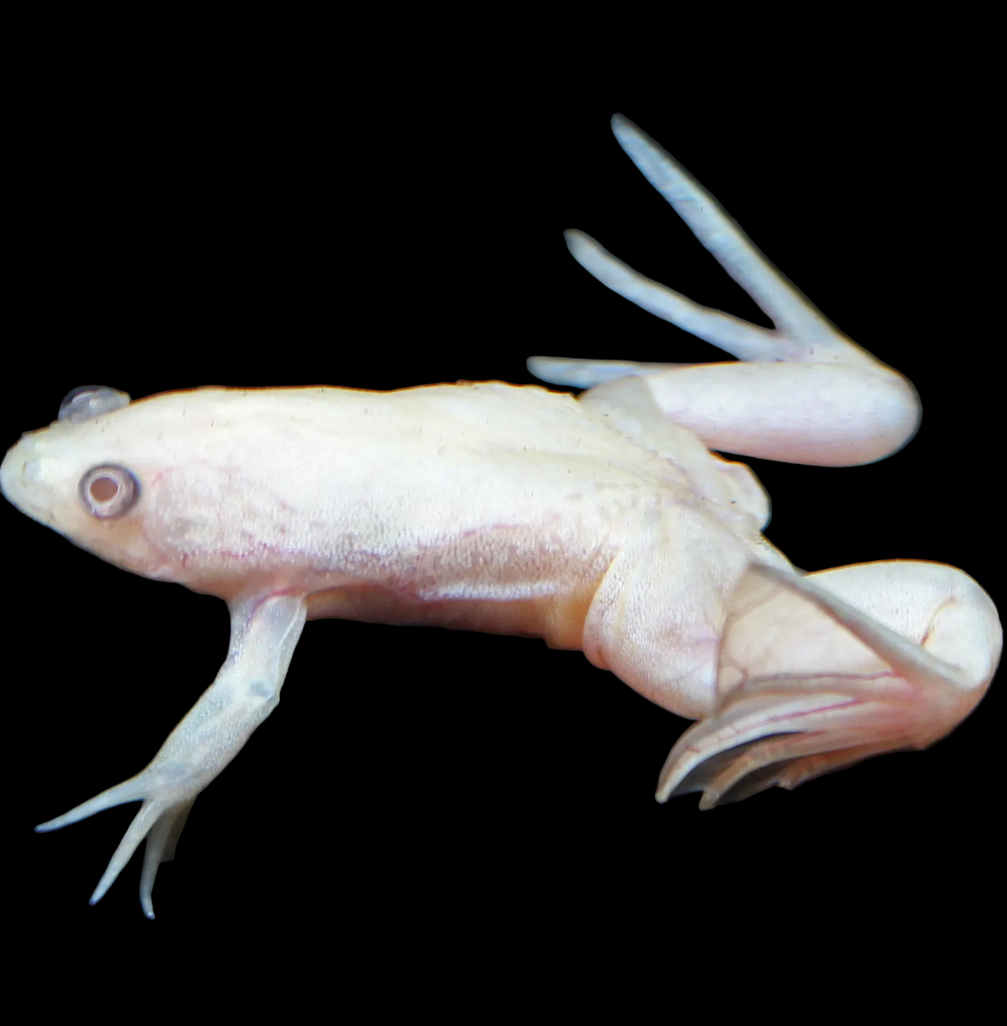 Albino African Dwarf Frog