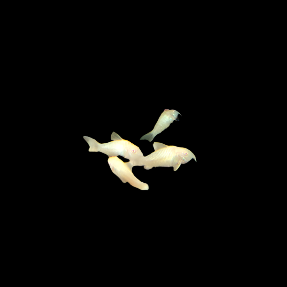 Corydoras Albino