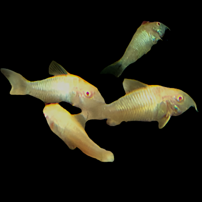 Corydoras Albino