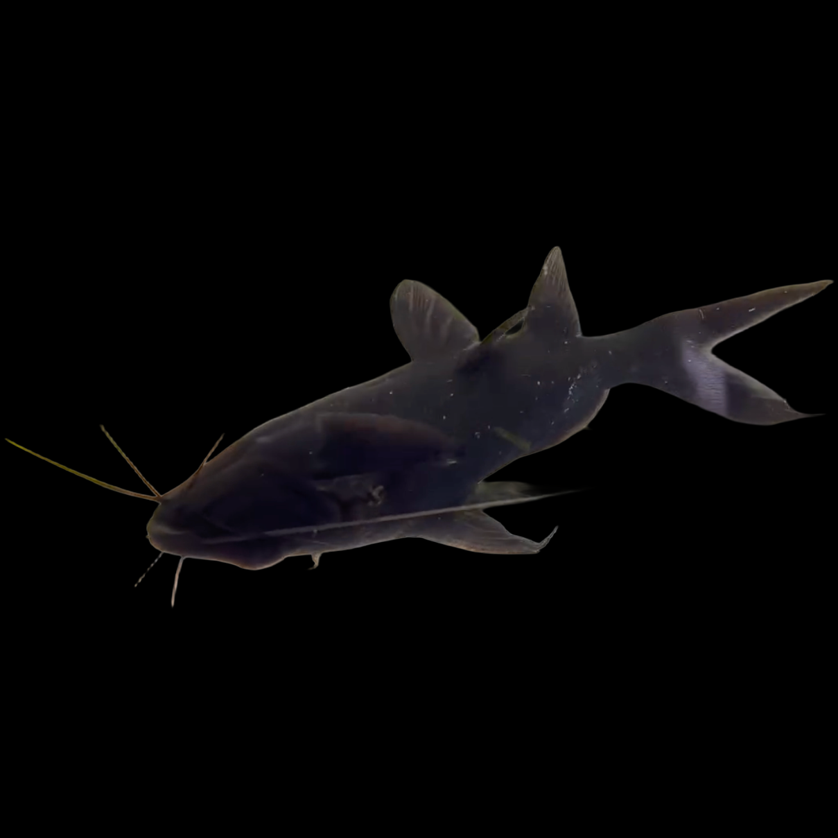 Asian Upside Down Catfish