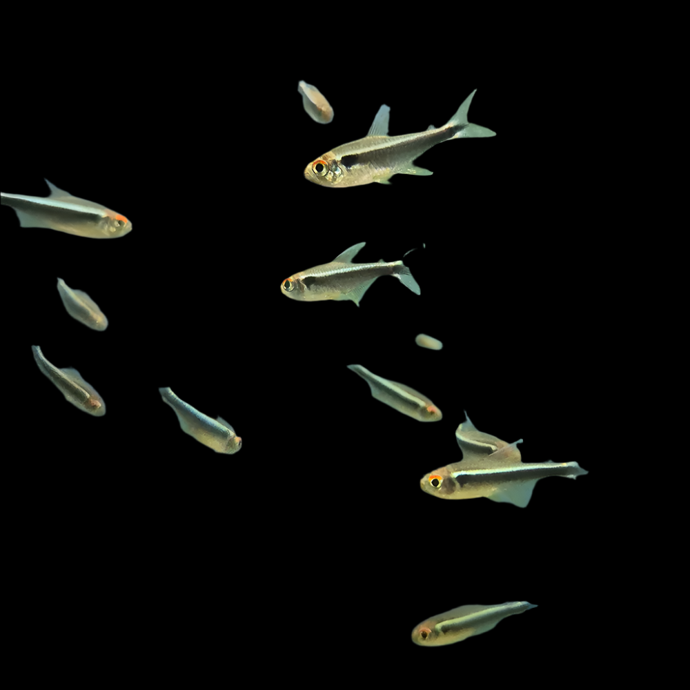 Black Neon Tetra