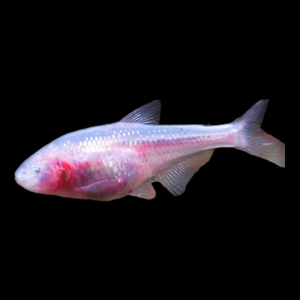 Blind Cave Tetra