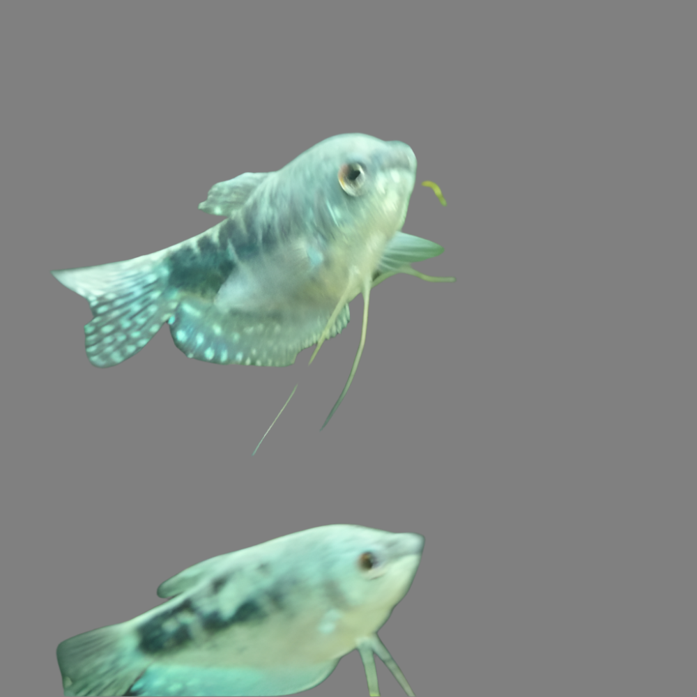 Blue Opaline Gourami