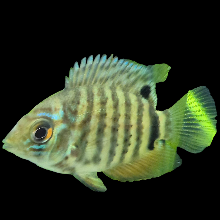 Turquoise Blue Severum