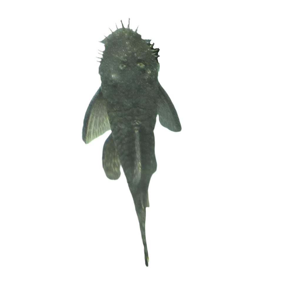 Bristlenose Pleco