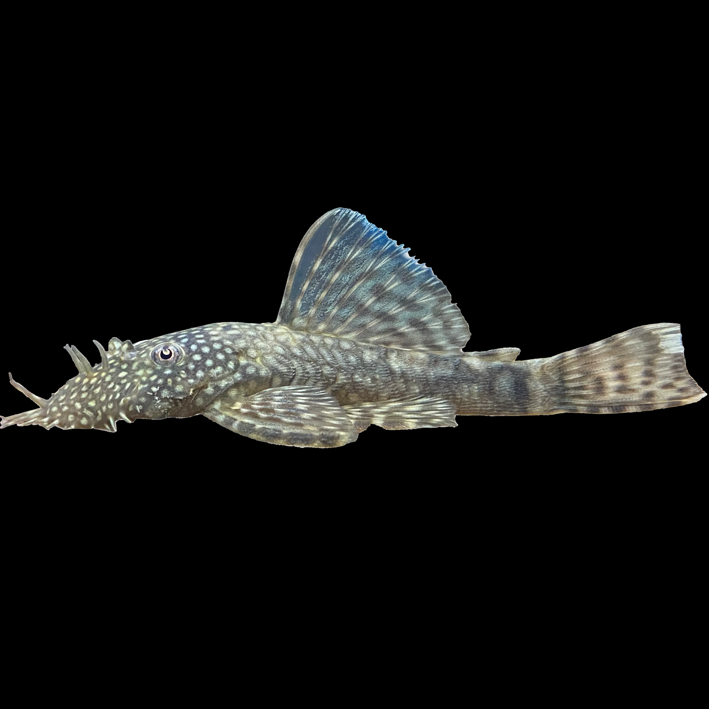 Bristlenose Pleco