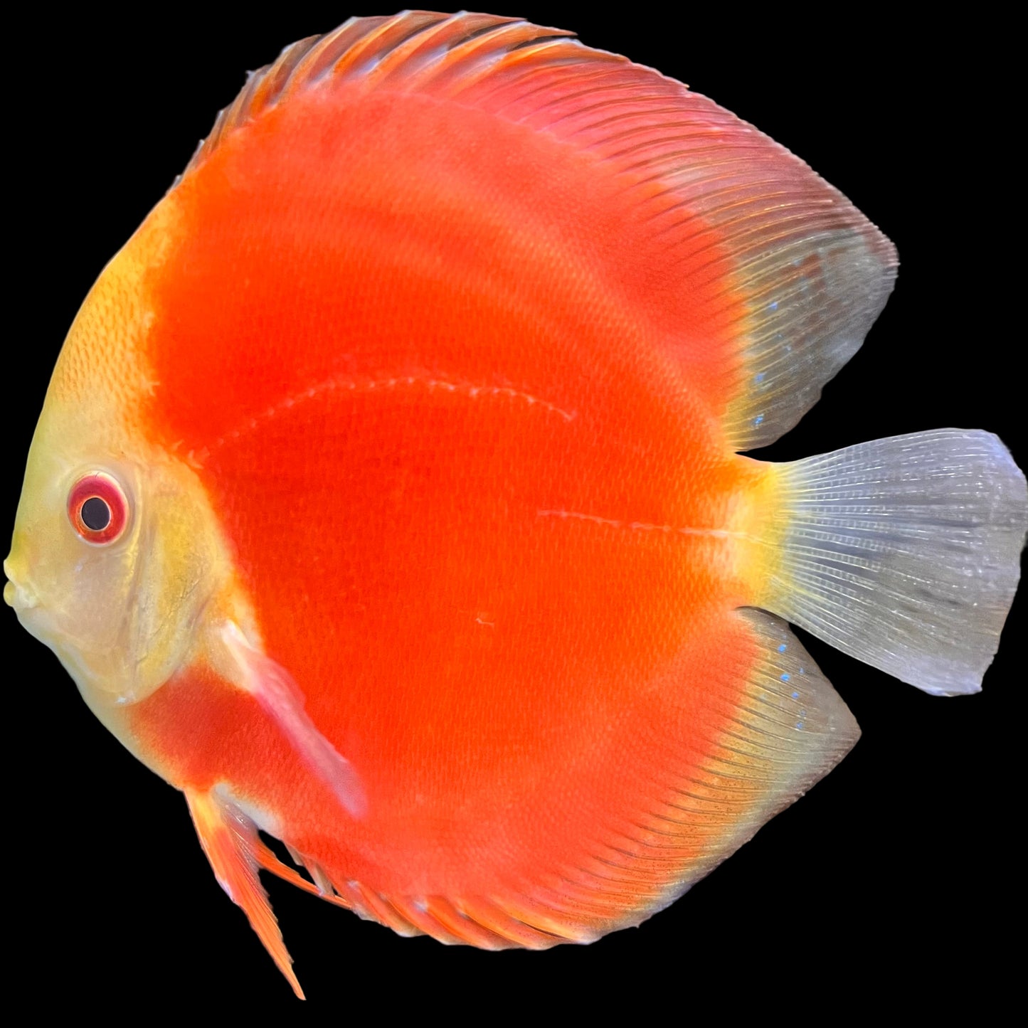 Red Valentine Discus
