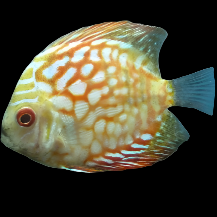 Checkerboard Discus