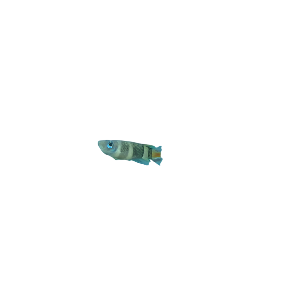 Clown Killifish