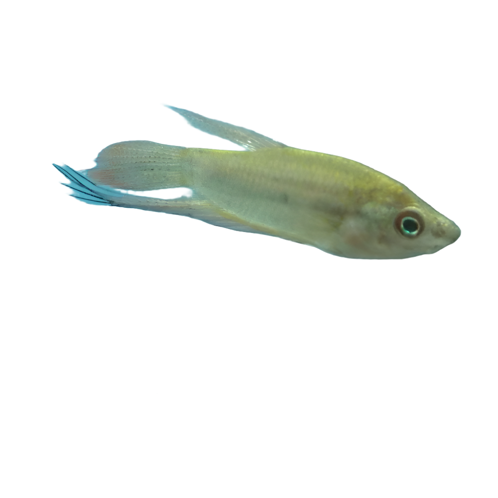 Croaking Gourami