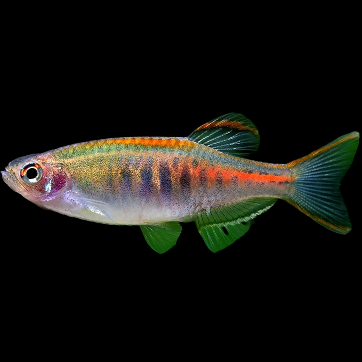 Danio choprae