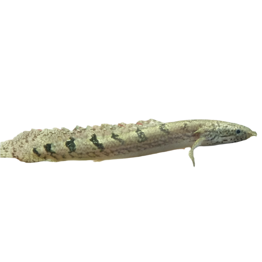 Delhezi Bichir