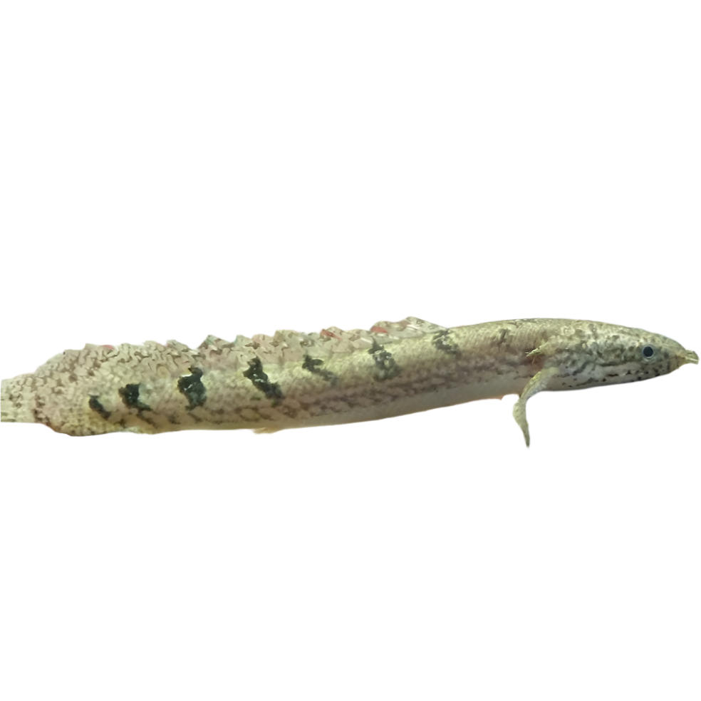 Delhezi Bichir
