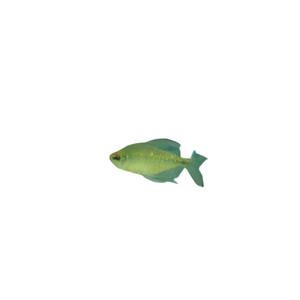 Diamond Tetra