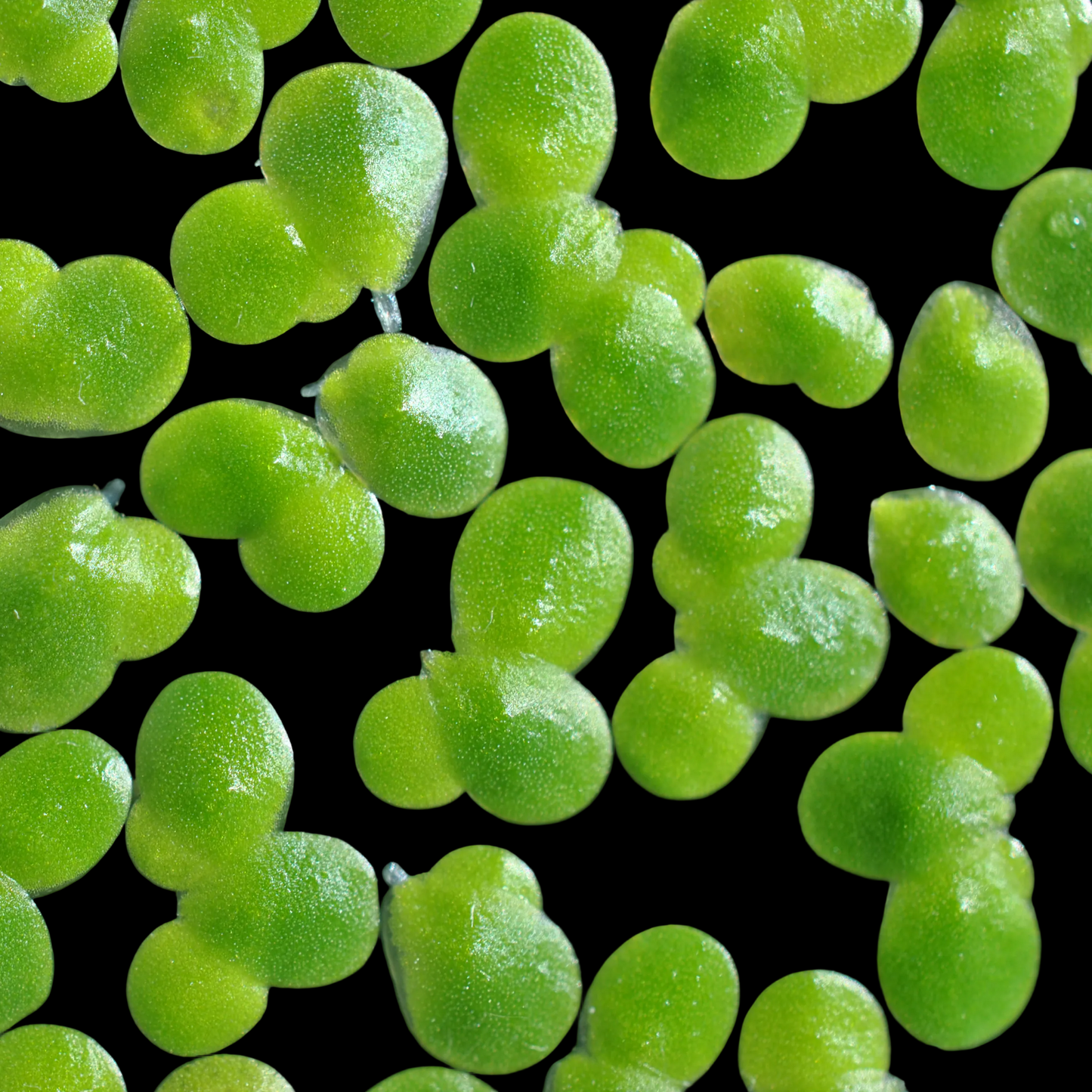 Duckweed