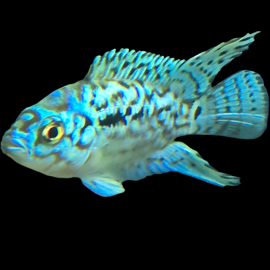 Electric Blue Jack Dempsey