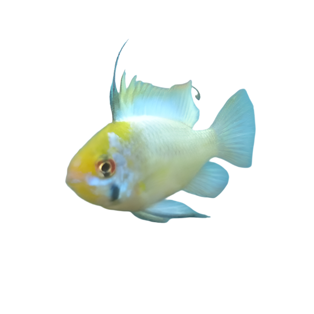 Electric Blue Ram