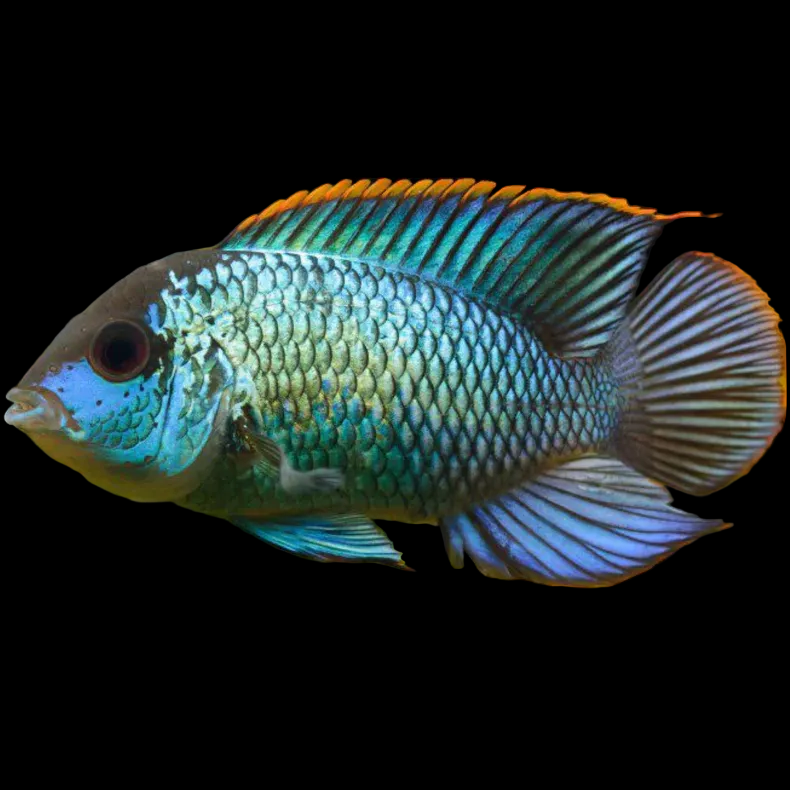 Electric Blue Acara (Andinoacara pulcher)