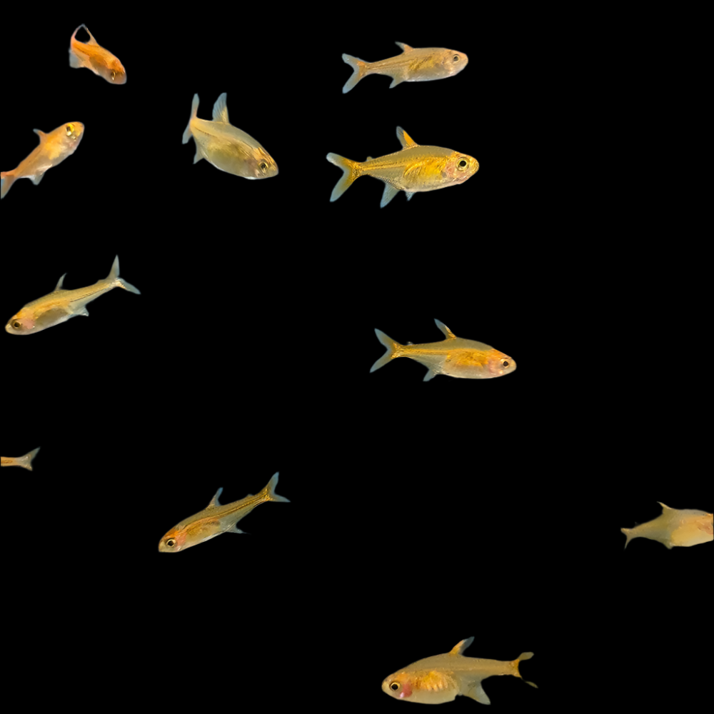 Ember Tetra