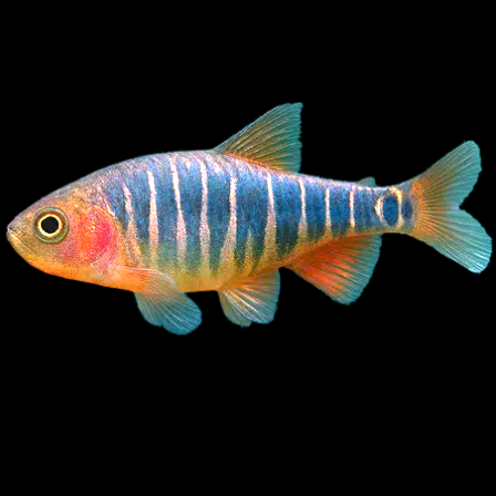 Emerald Dwarf Rasbora