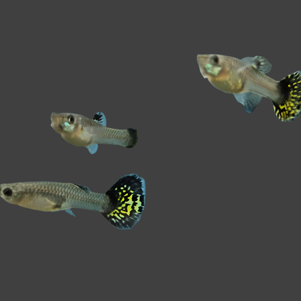 Assorted Guppy (Female)
