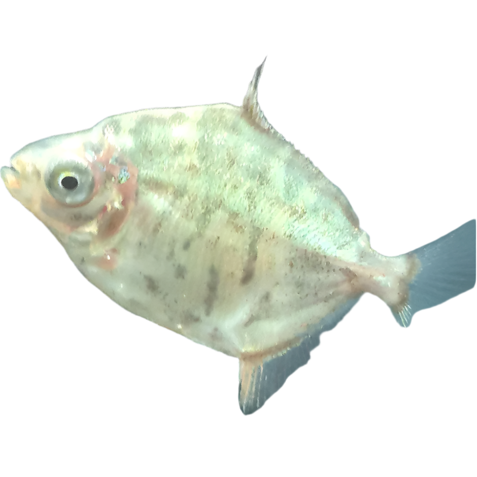 Giant Silver Dollar Fish (Redhook)