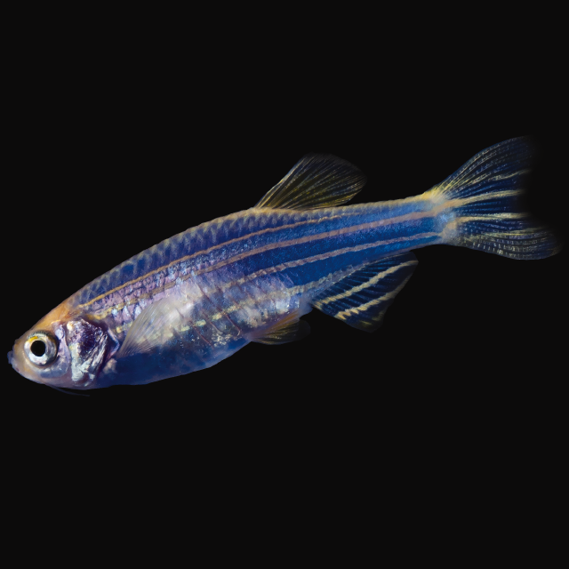 Assorted GloFish Danio (Danio rerio) purple-pink fluorescent zebra danio
