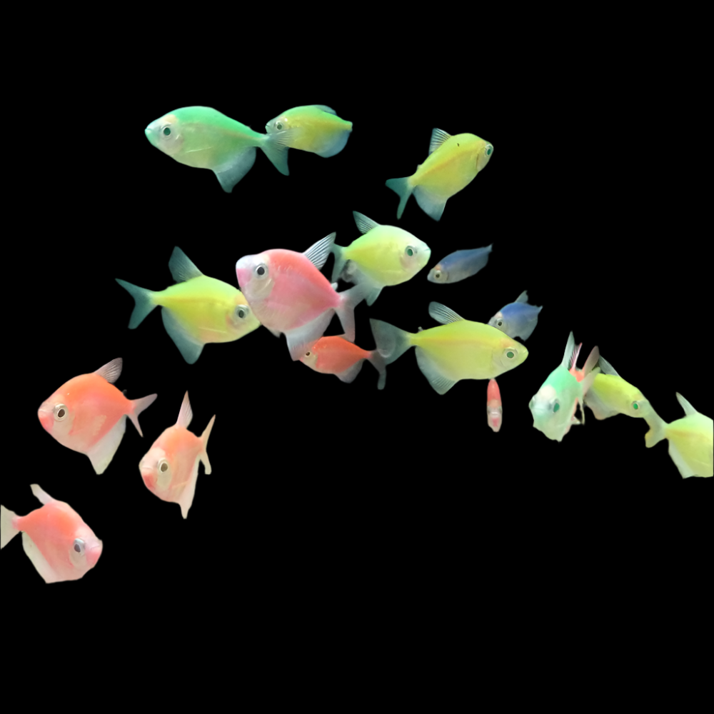 Glo Tetra Assorted