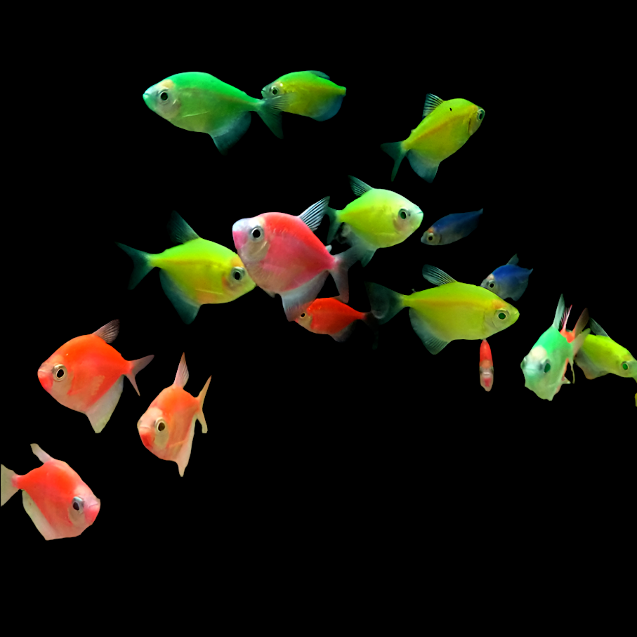 Glo Tetra Assorted
