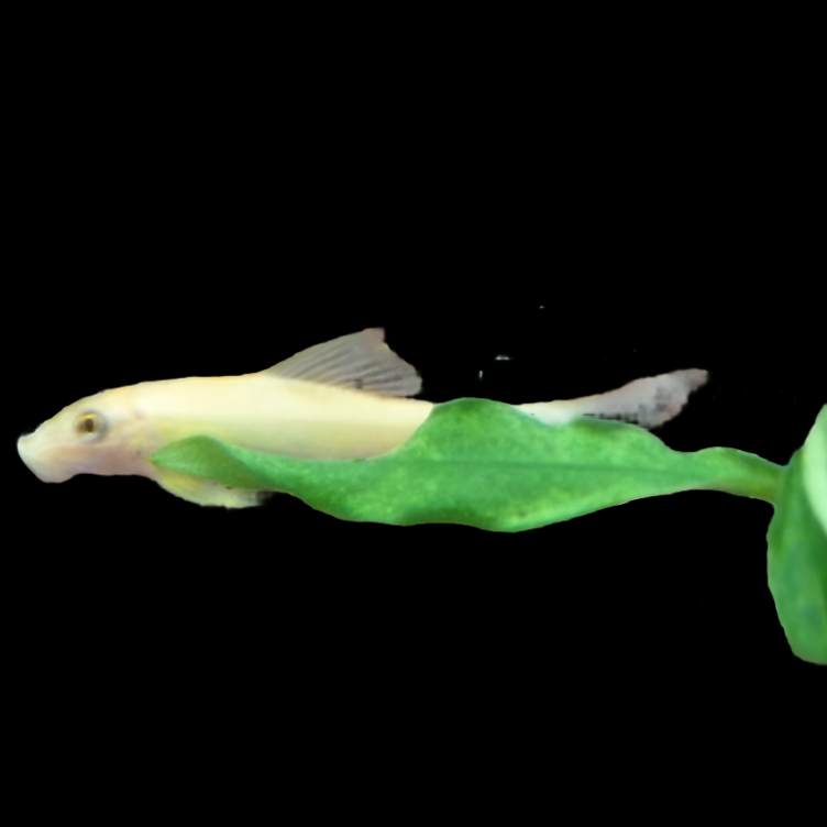 Golden Chinese Algae Eater