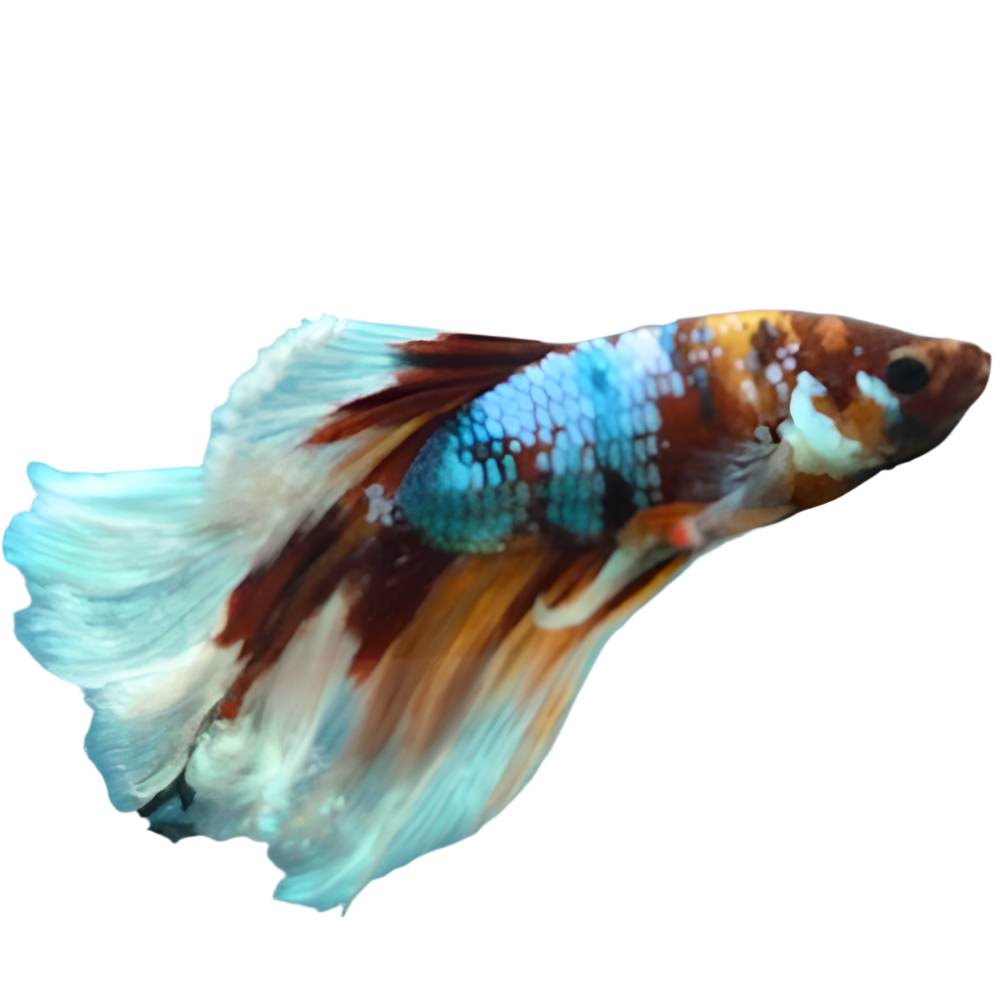 HM Koi Betta Male
