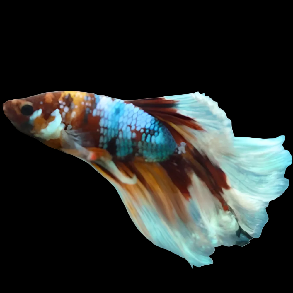 HM Koi Betta Male