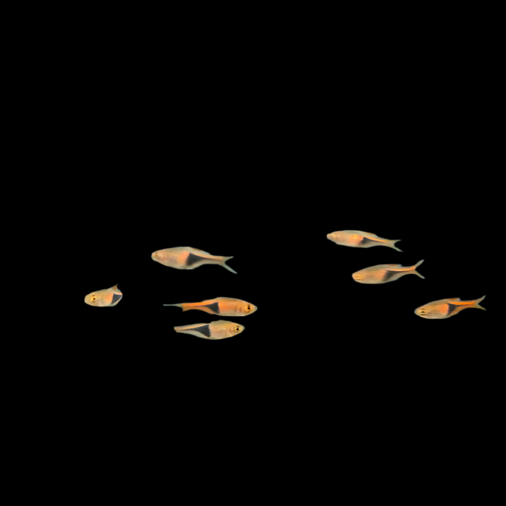 Harlequin Rasbora