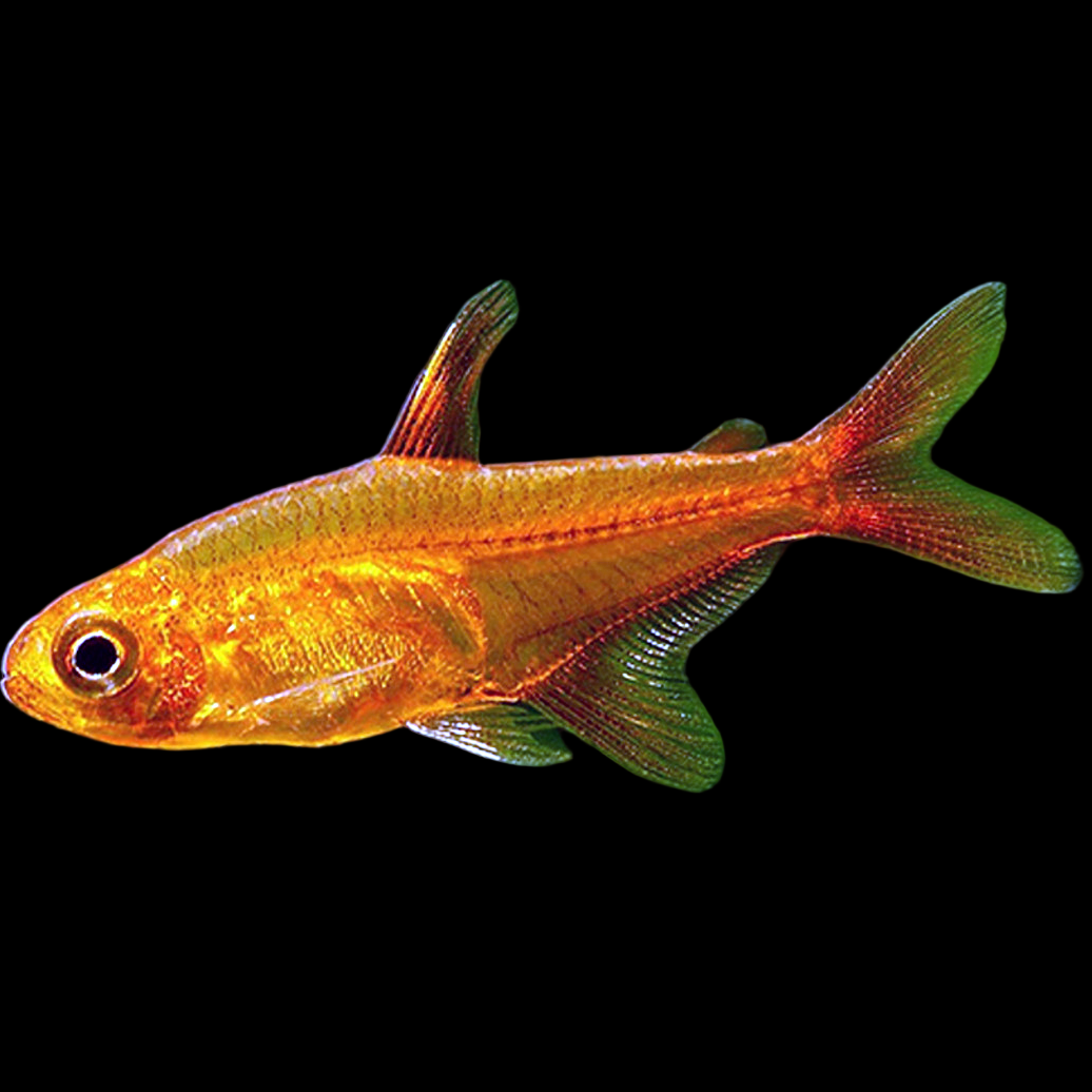 Hyphessobrycon amandae Ember Tetra