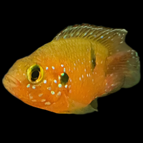 Jewel Cichlid