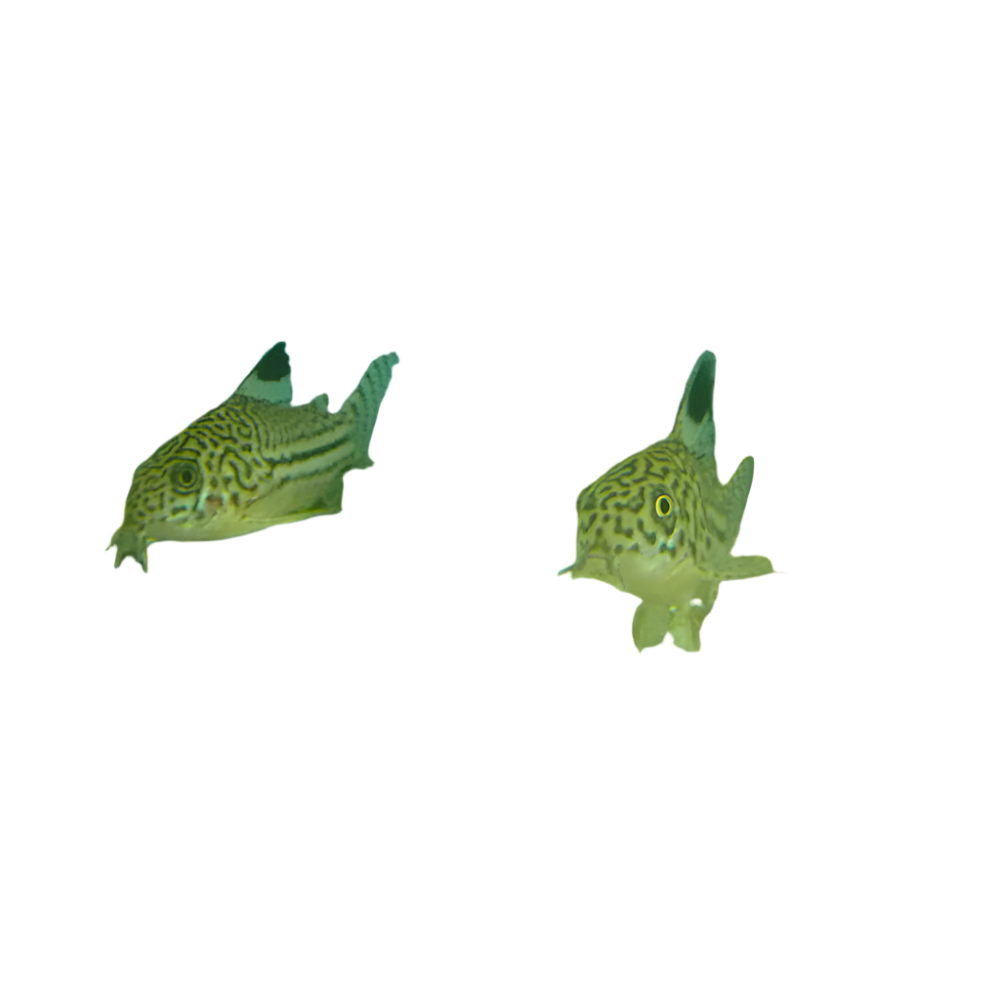 Corydoras julii