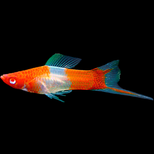Koi Tancho Swordtail