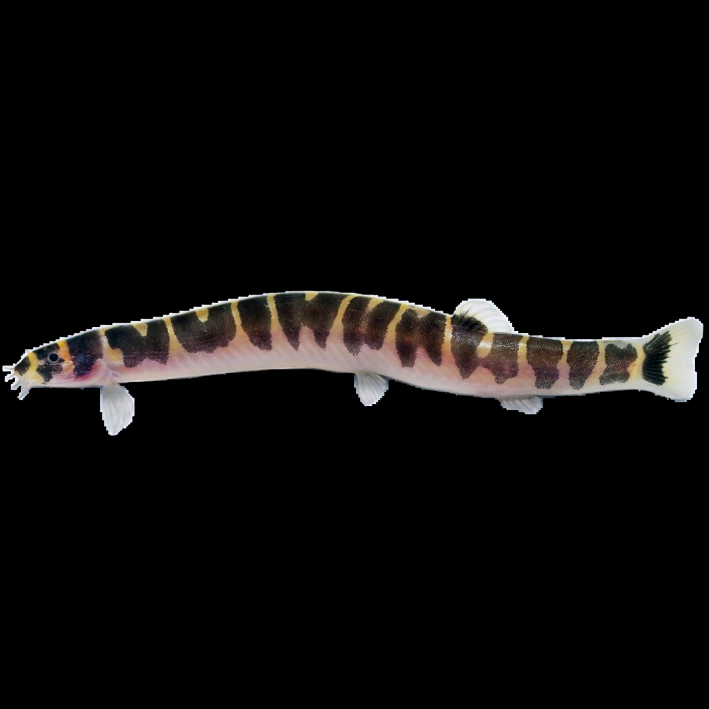 Kuhli Loach Pangio kuhlii