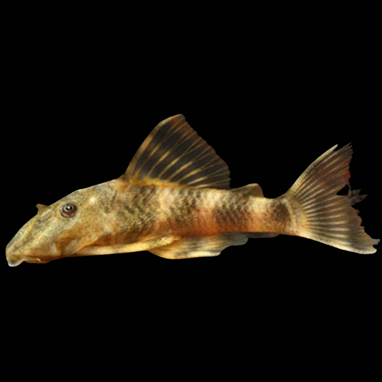 L104 Clown Pleco (Panaqolus maccus) stocky catfish banded in cream and dark brown