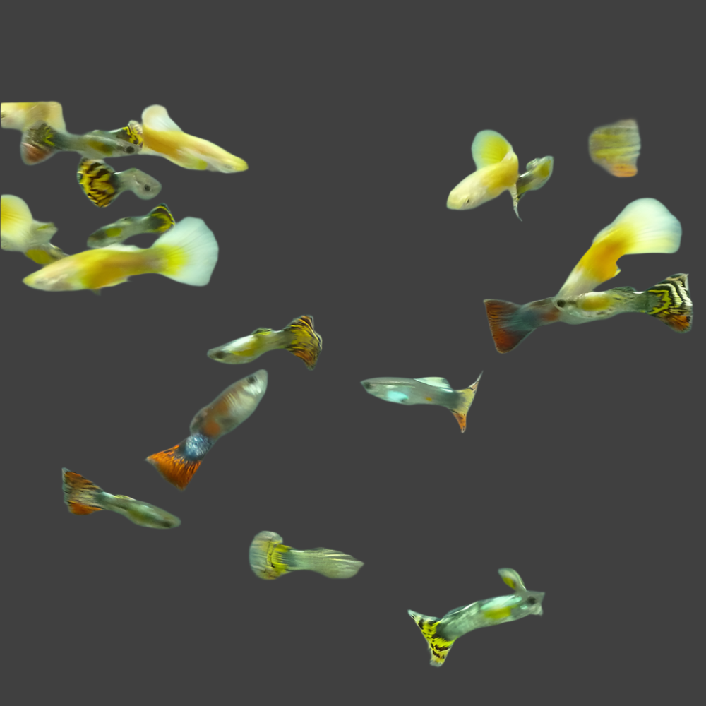 Assorted Guppy (Male)