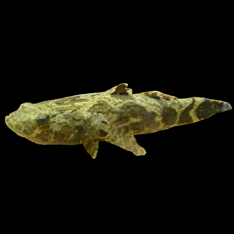 Marbled Sleeper Goby (Oxyeleotris marmorata) โ heavy-bodied mottled brown goby resting on the aquarium bottom