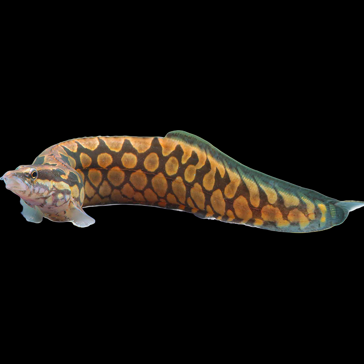 Mastacembelus armatus Tire Track Eel