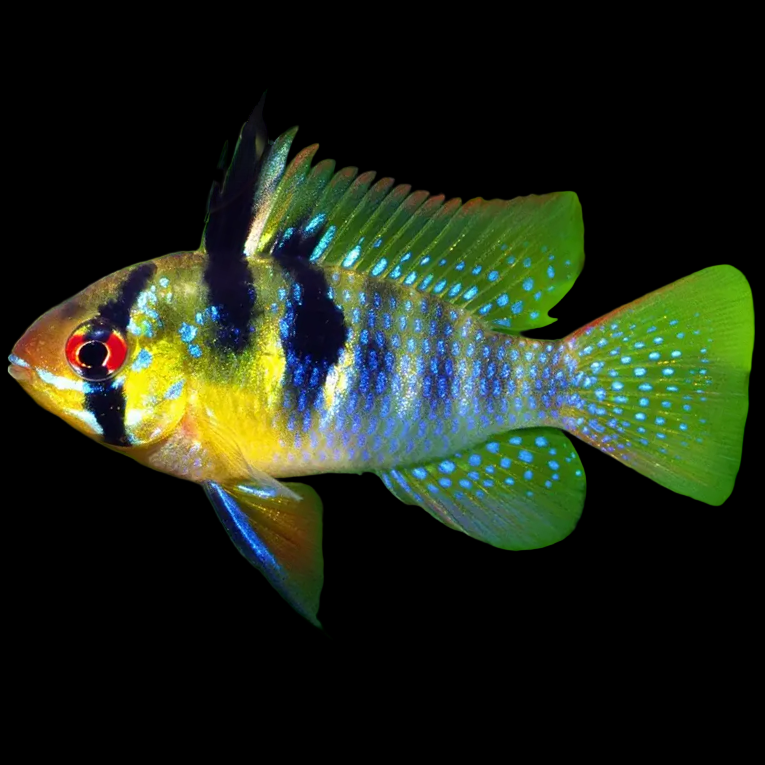 Mikrogeophagus altispinosa Bolivian Ram Cichlild