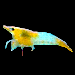 Orange Sushi Shrimp (Neocaridina davidi) โ bright orange dwarf shrimp grazing on submerged wood