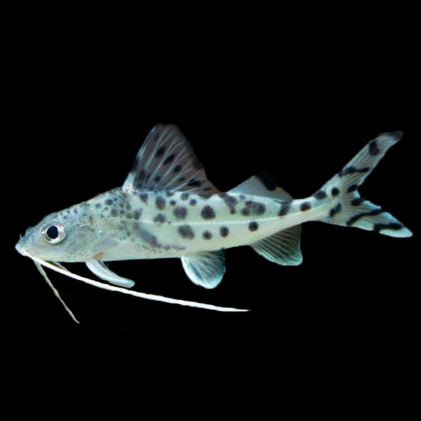 Pictus Catfish (Pimelodus pictus) silver catfish with black spots and very long trailing barbels