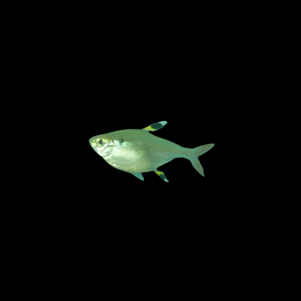 Pristella Tetra